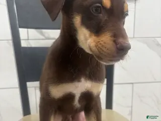 Mixed Breed dogs Mixed Breed Puppy 3 - Ad 39