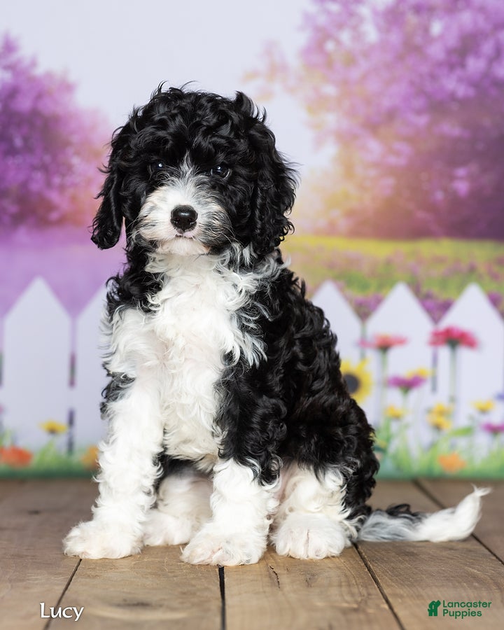 Cavapoo dogs Lucy - Ad 2
