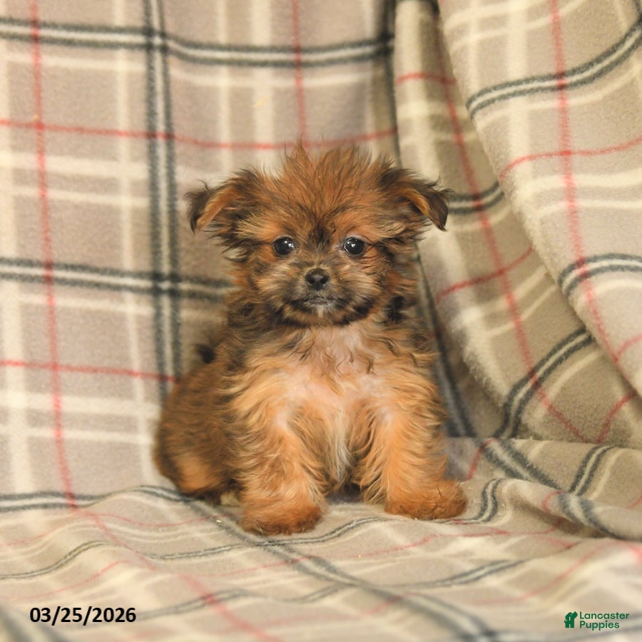 Shorkie dogs Lulu - Ad 1