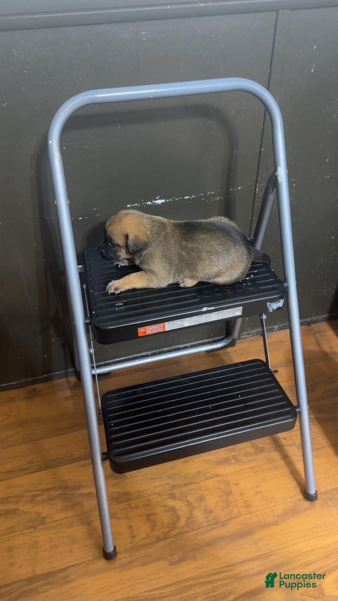 Mixed Breed dogs for sale: Bear - Ad 5