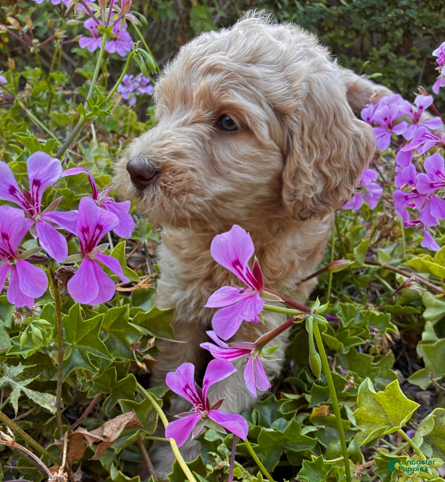 Goldendoodle dogs Maple - Ad 26