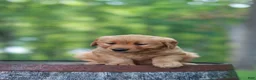 Golden Retriever dogs for sale: Beauty - Ad 14