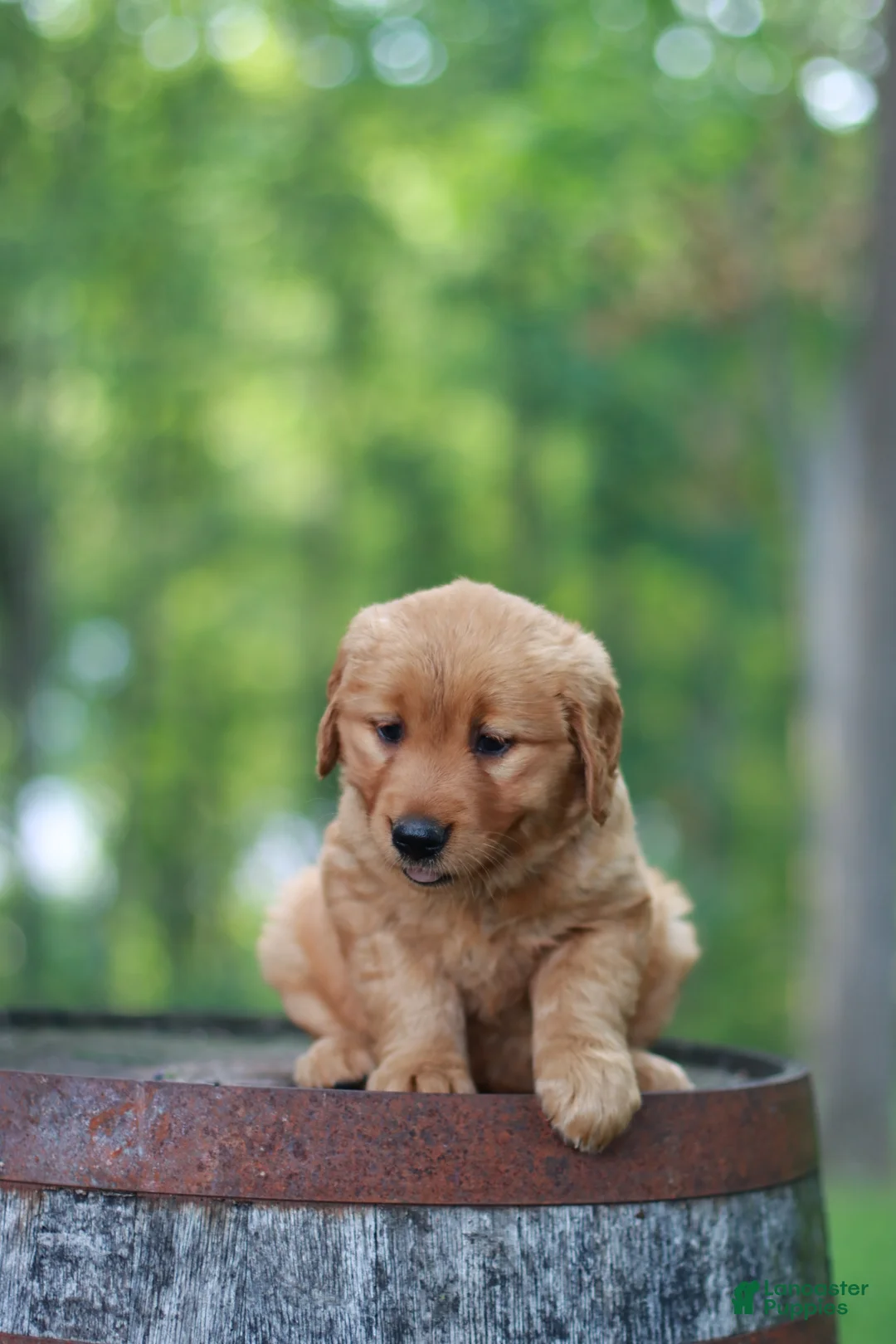 Golden Retriever dogs for sale: Beauty - Ad 14