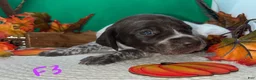 German Shorthaired Pointer dogs for sale: M1 - Ad 12