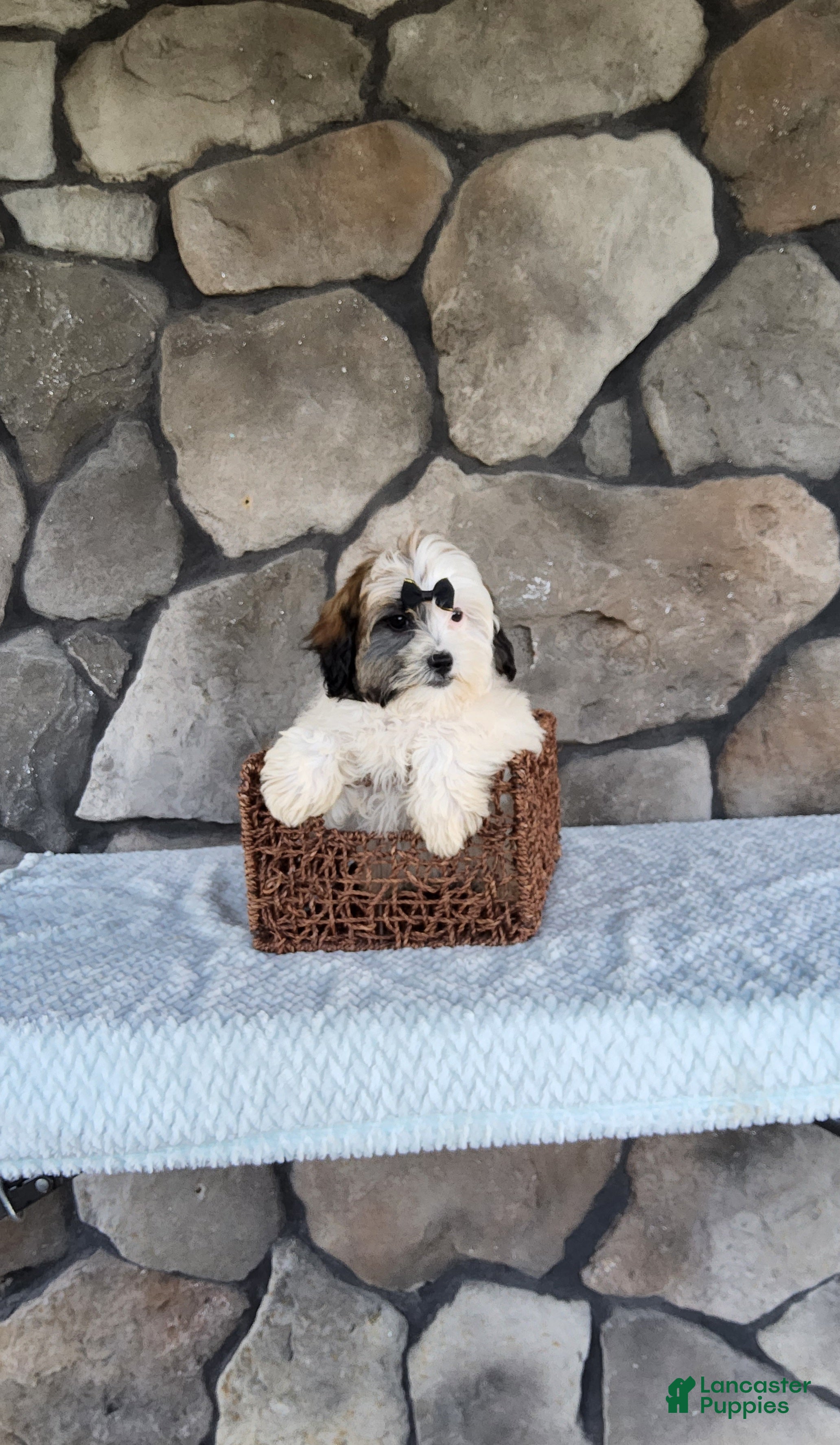 Shihpoo dogs Bailey - Ad 1