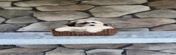 Shihpoo dogs for sale: Bailey - Ad 1