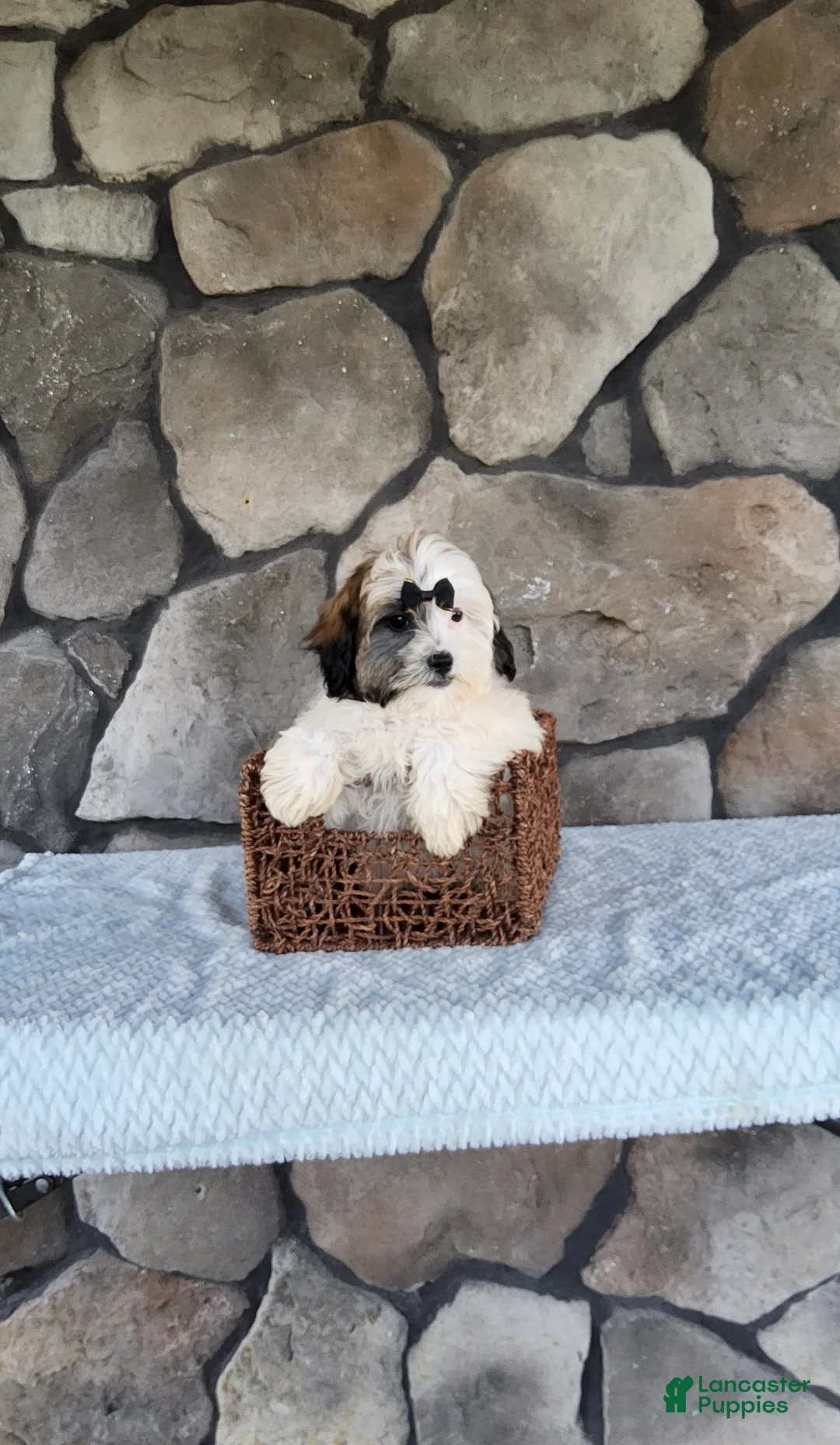 Shihpoo dogs for sale: Bailey - Ad 1