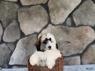 Shihpoo dogs for sale: Bailey - Ad 3