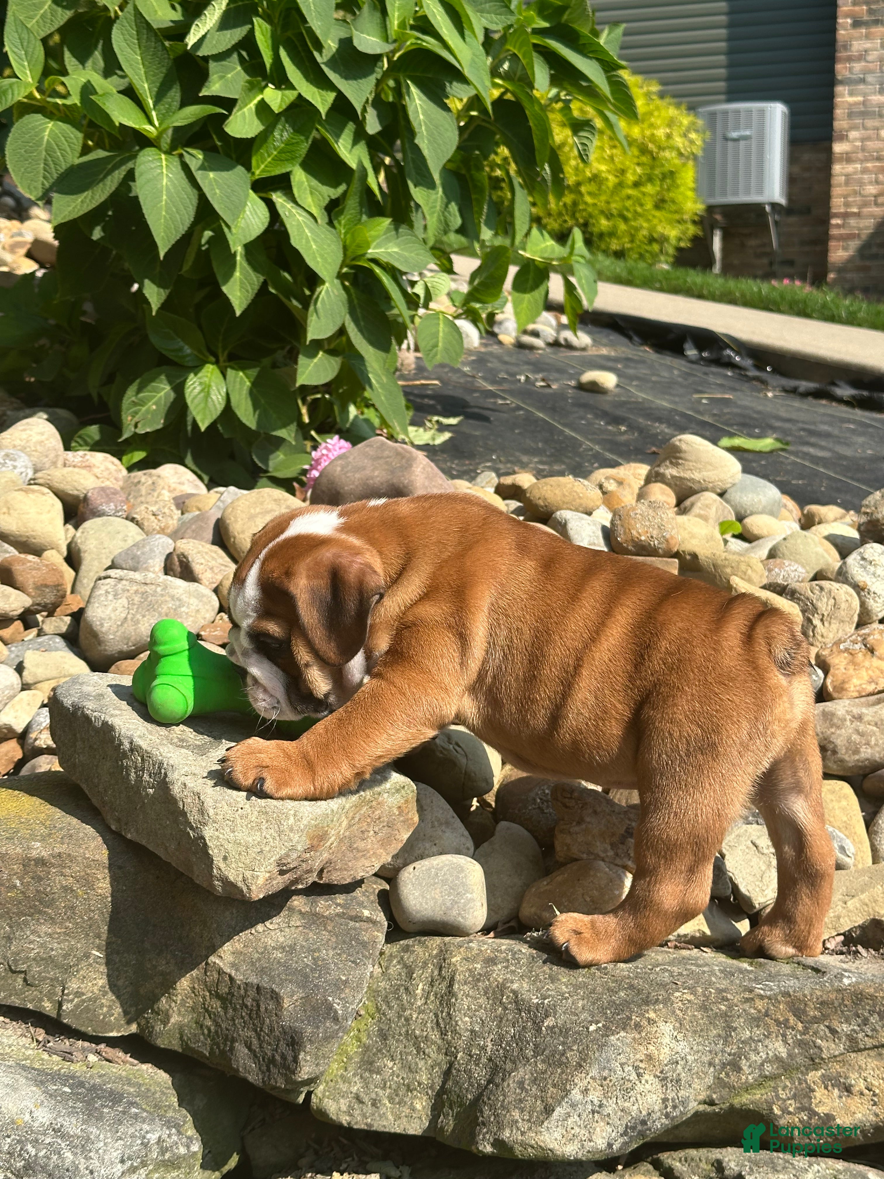 English Bulldog dogs Bennie - Ad 1