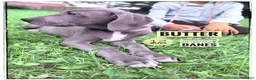 Great Dane dogs for sale: Butter - Ad 3