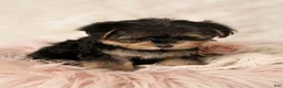 Morkie dogs for sale: Morkie 1 - Ad 3