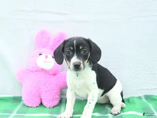 Mixed Breed dogs for sale: Trixie - Ad 1