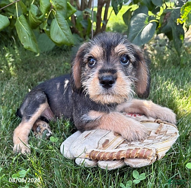 Schnoodle dogs Truman - Ad 2