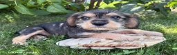Schnoodle dogs for sale: Truman - Ad 2