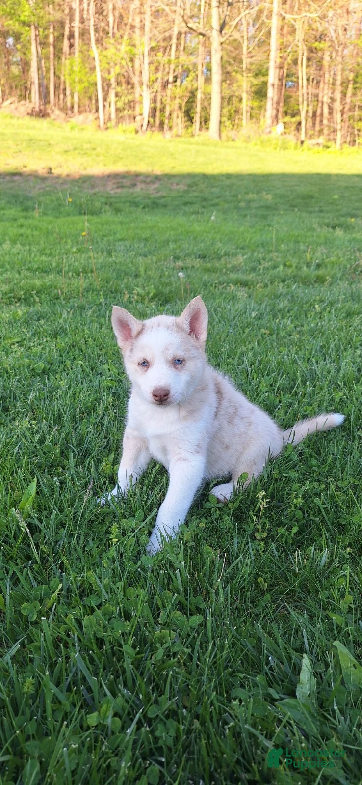 Gerberian Shepsky dogs for sale: Timber - Ad 2