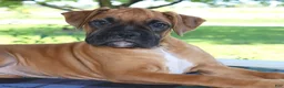 Boxer dogs for sale: Abby- Champ lines - Ad 4