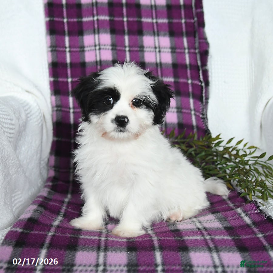 Teddy Bear dogs Wilbur - Ad 2