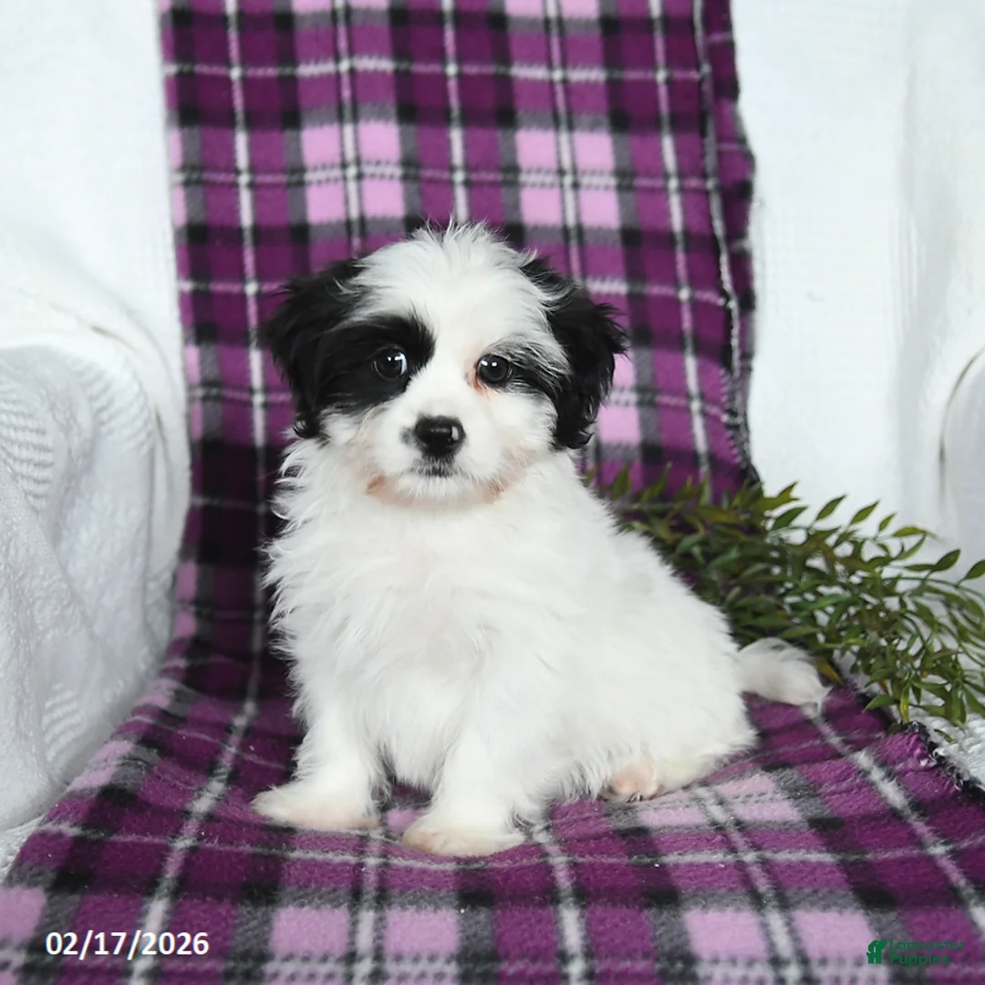 Teddy Bear dogs for sale: Wilbur - Ad 2