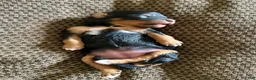 Mixed Breed dogs for sale: Black & Tan Micro Mini - Ad 1