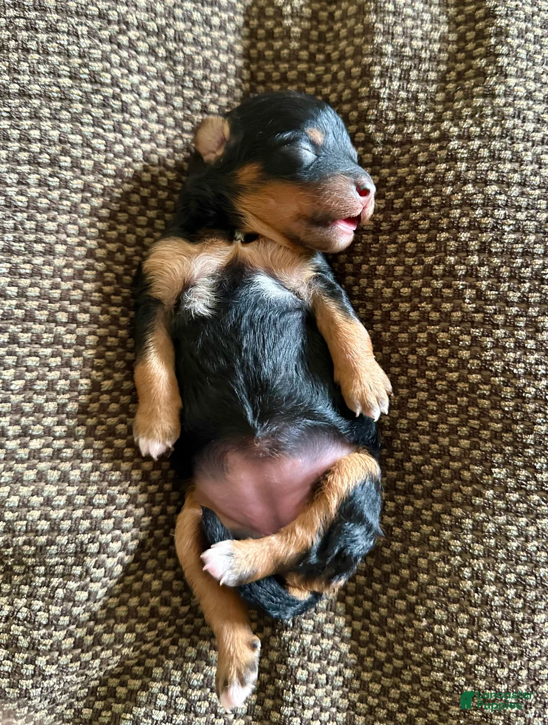 Mixed Breed dogs for sale: Black & Tan Micro Mini - Ad 1