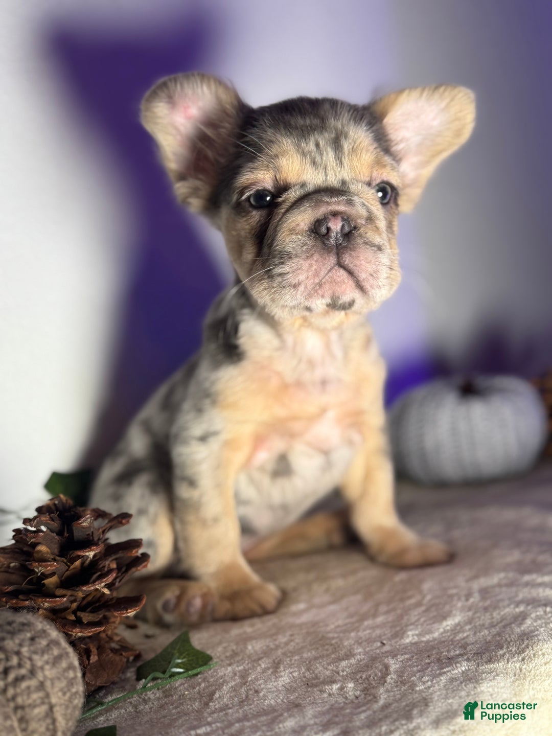 French Bulldog dogs for sale: Blue tan Merle Big Rope Fluffy Female - Ad 4