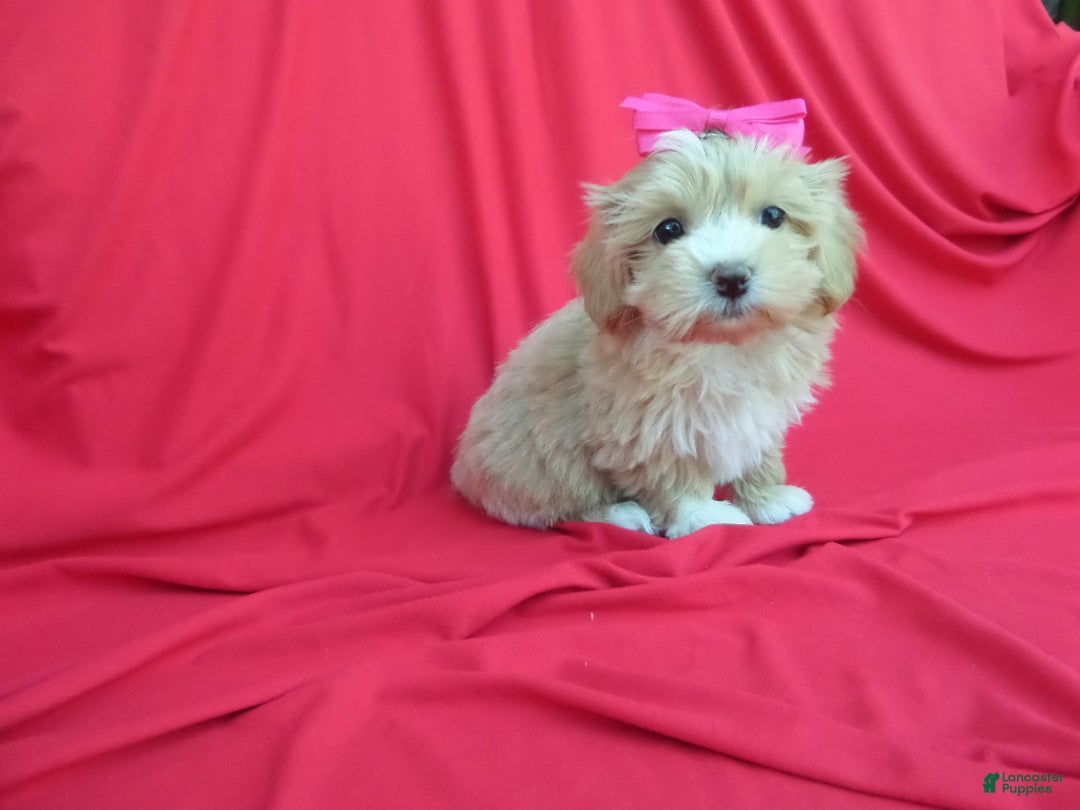 Malshi dogs for sale: Willow - Ad 1