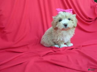 Malshi dogs Willow - Ad 3