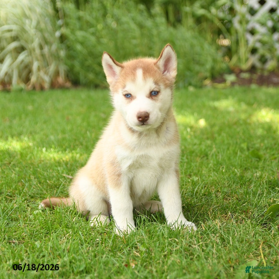 Siberian Husky dogs Heidi - Ad 2