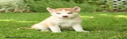 Siberian Husky dogs for sale: Heidi - Ad 2