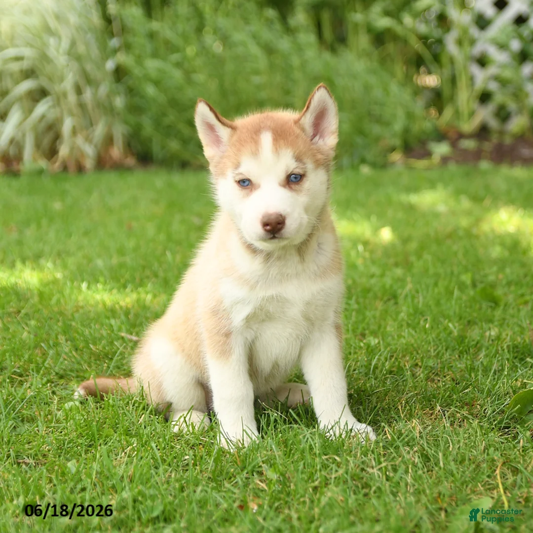 Siberian Husky dogs for sale: Heidi - Ad 2