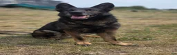 German Shepherd dogs for sale: Boy (Green) - Ad 7