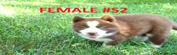 Siberian Husky dogs for sale:  S2 - Ad 8