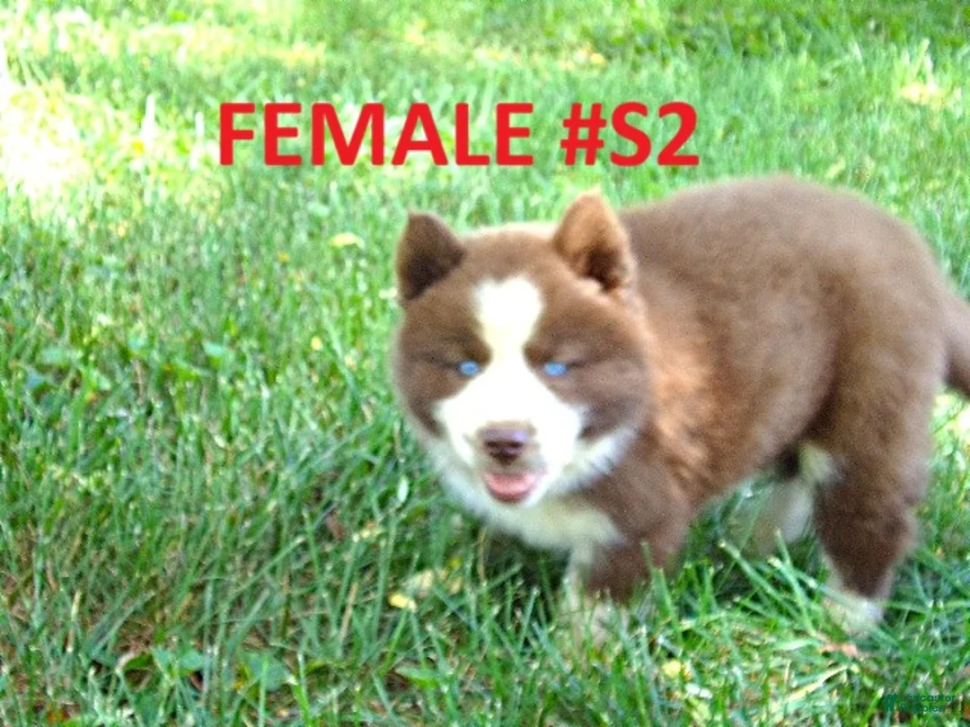 Siberian Husky dogs for sale:  S2 - Ad 8