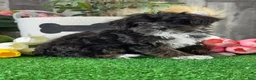 Yorkiepoo dogs for sale: Oliver - Ad 4