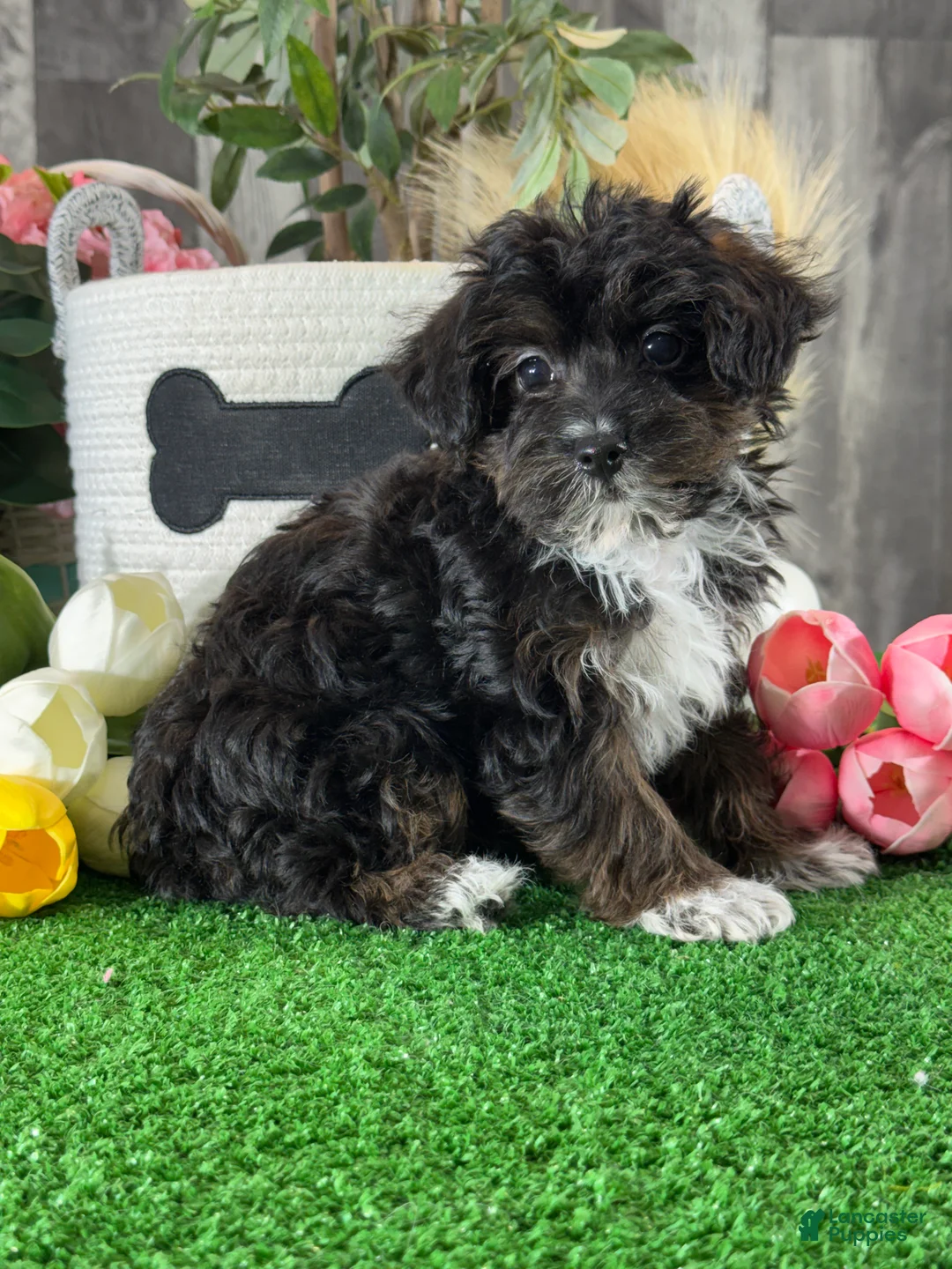 Yorkiepoo dogs for sale: Oliver - Ad 4