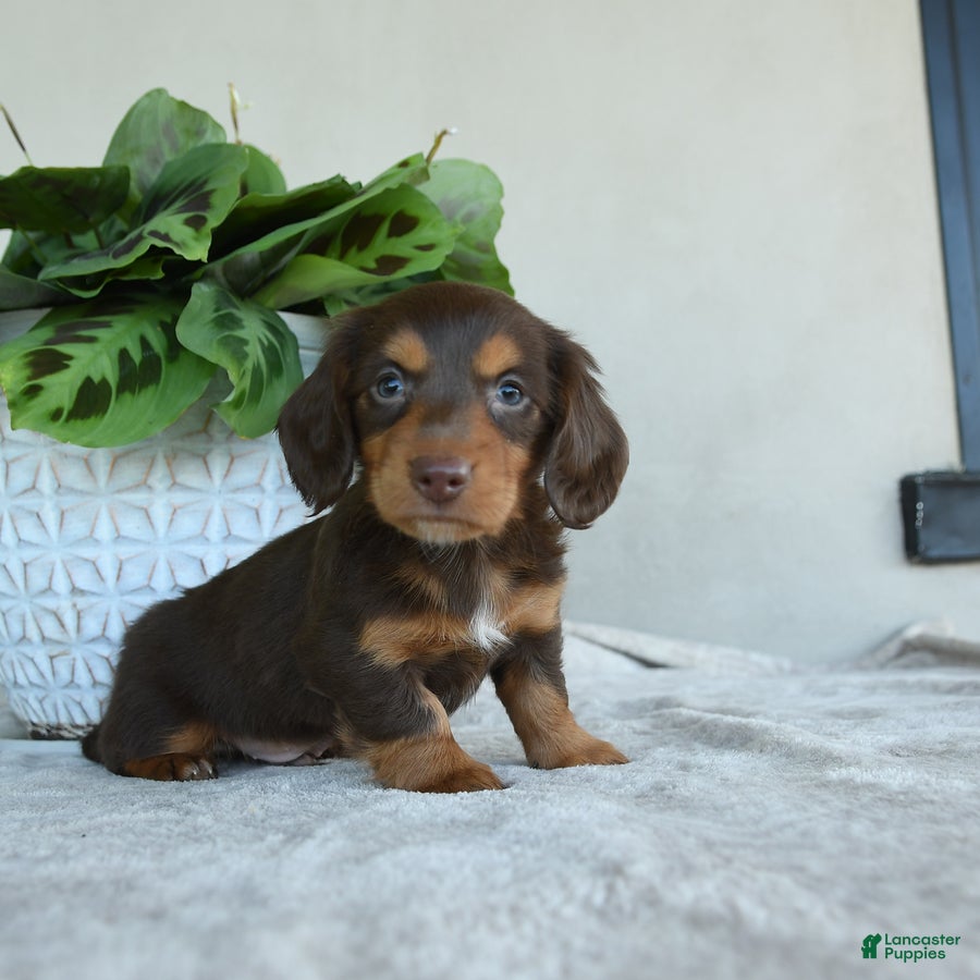 Dachshund dogs for sale: Lloyd - Ad 1