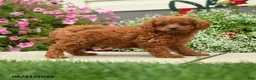 Cavapoo dogs for sale: Princess Fifi - Ad 3