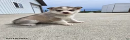 Pomsky dogs for sale: Jewel - Ad 1