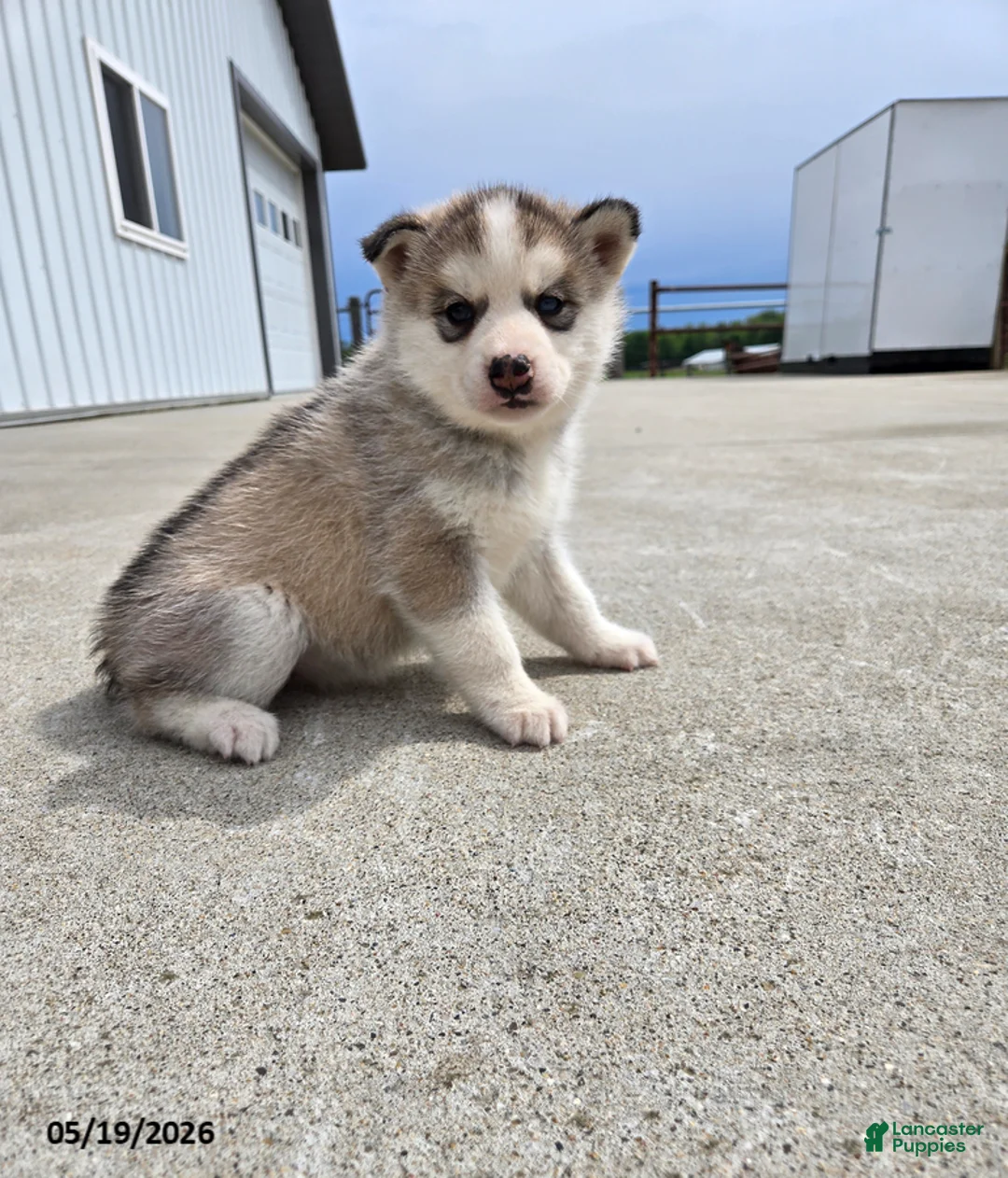 Pomsky dogs for sale: Jewel - Ad 1