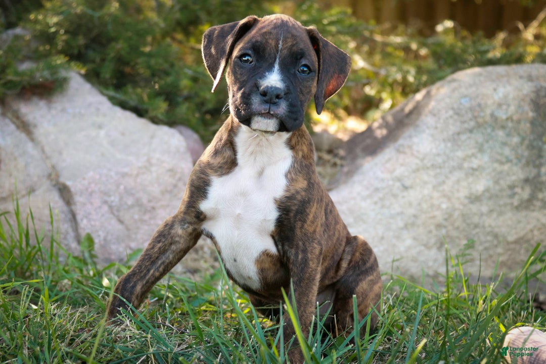 Boxer dogs for sale: Cole - Ad 7