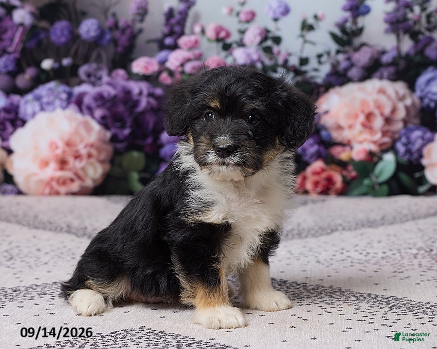 Corgipoo dogs Alice - Ad 2
