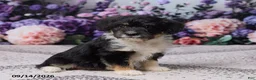 Corgipoo dogs for sale: Alice - Ad 2