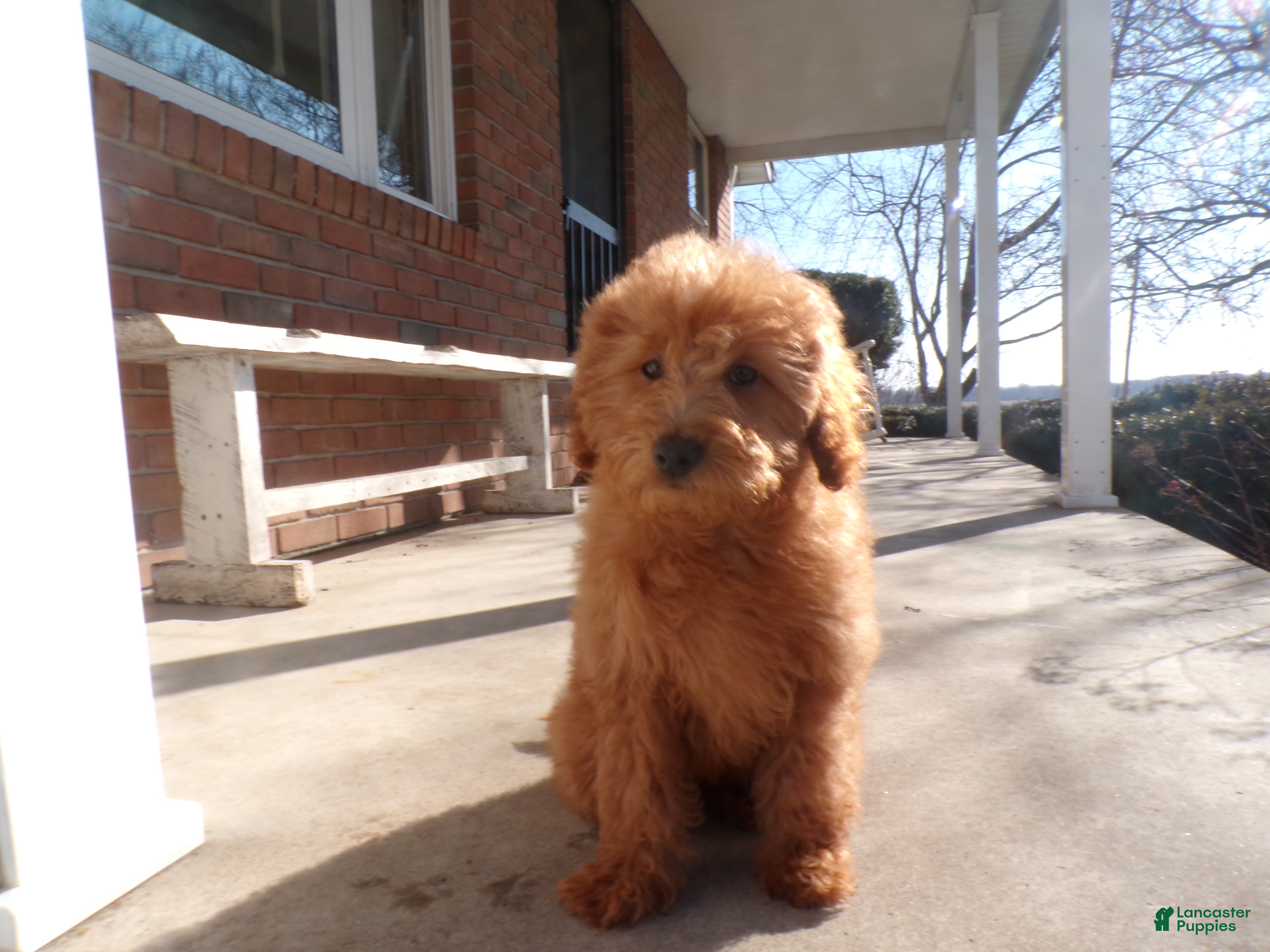 Mini Goldendoodle dogs Brinn - Ad 2