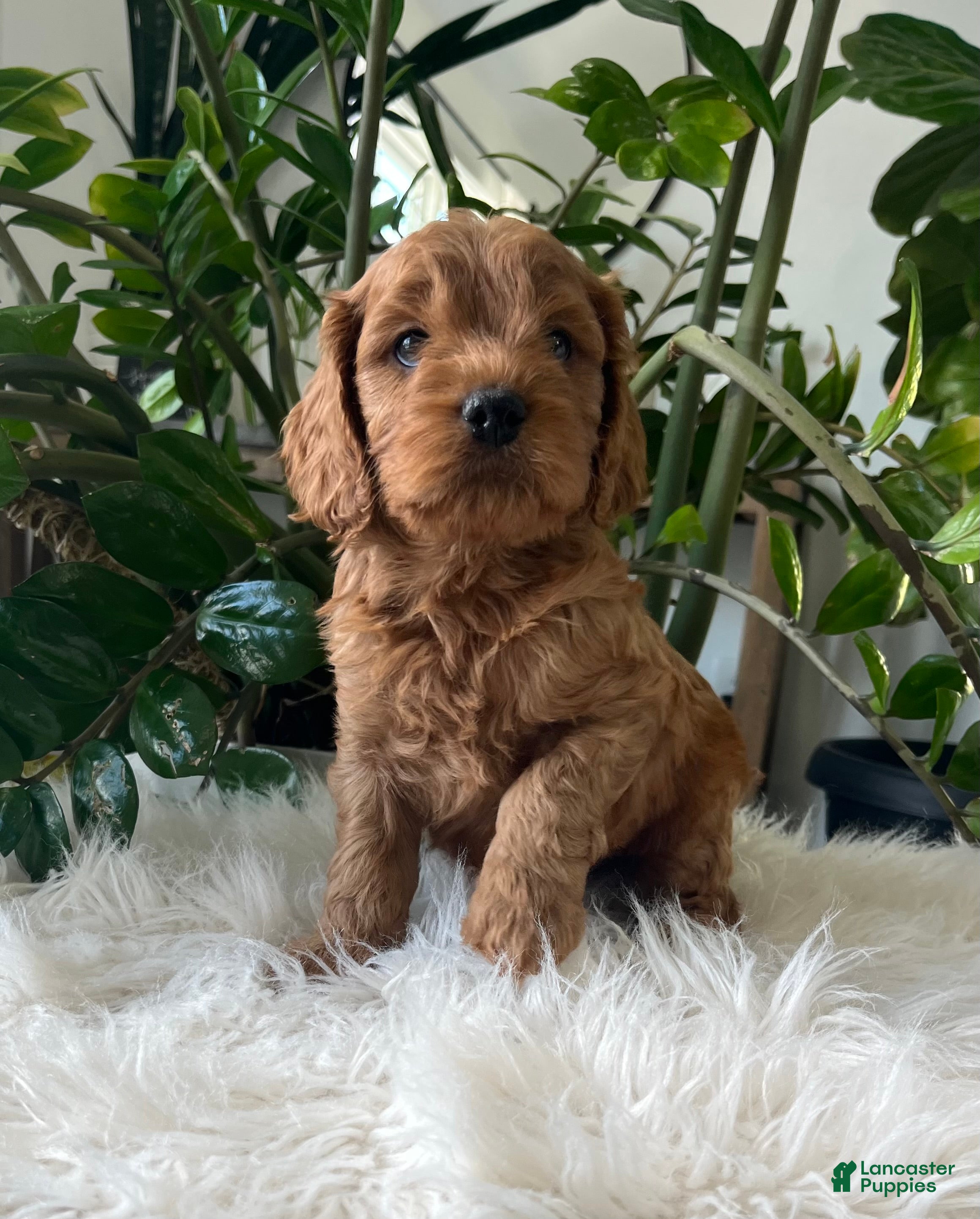Cavapoo dogs Dylan - Ad 1