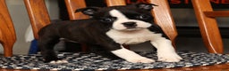 Boston Terrier dogs for sale: Ellie - Ad 6