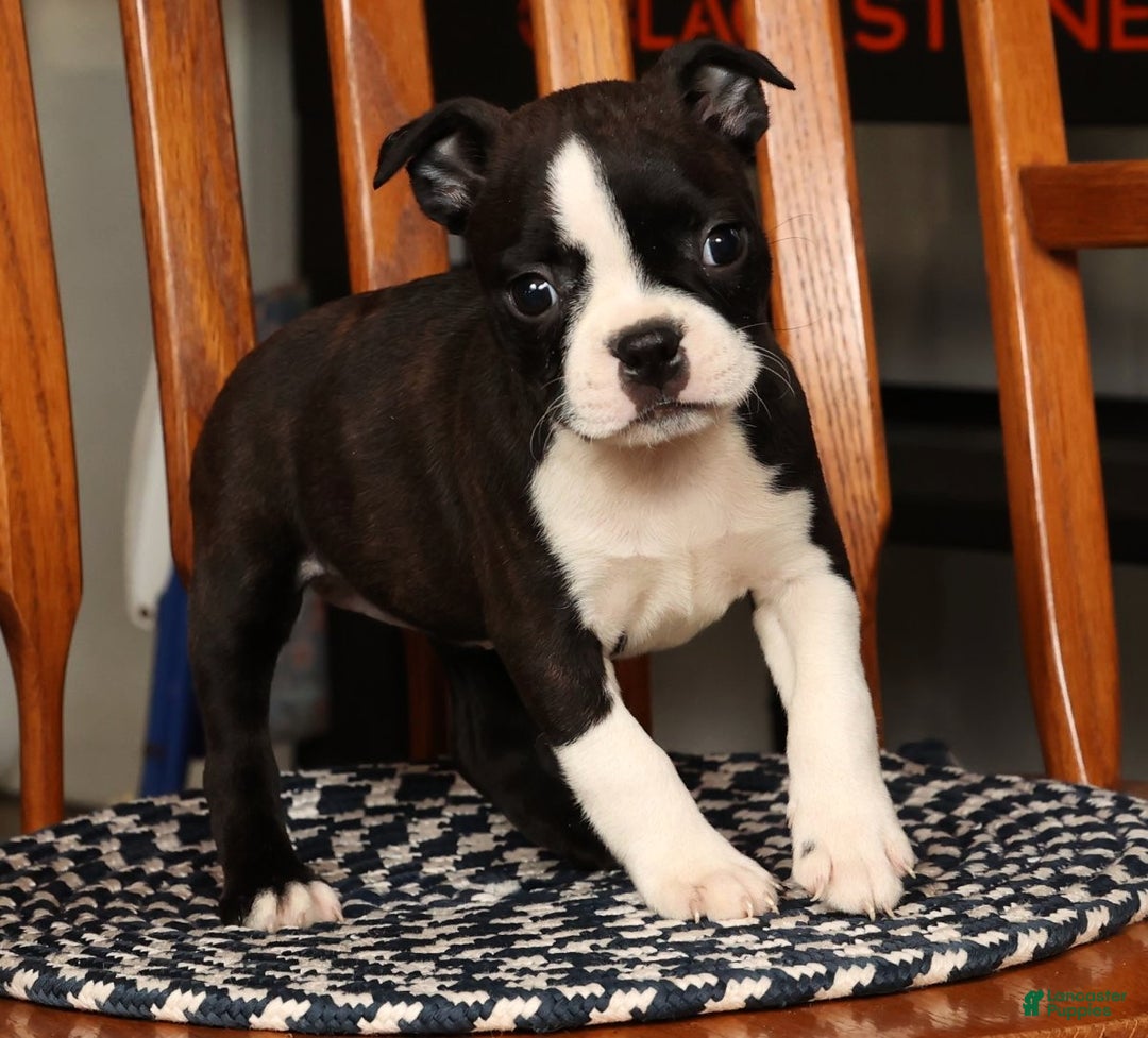 Boston Terrier dogs for sale: Ellie - Ad 6