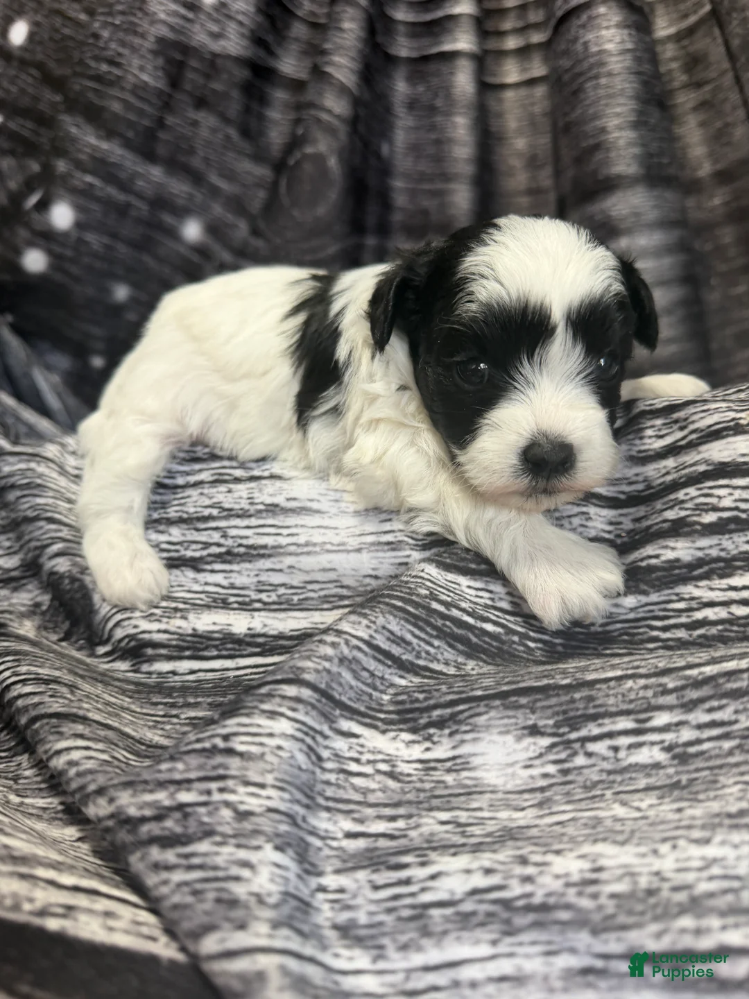 Maltipoo dogs for sale: Maltipoo Puppy 3 - Ad 2