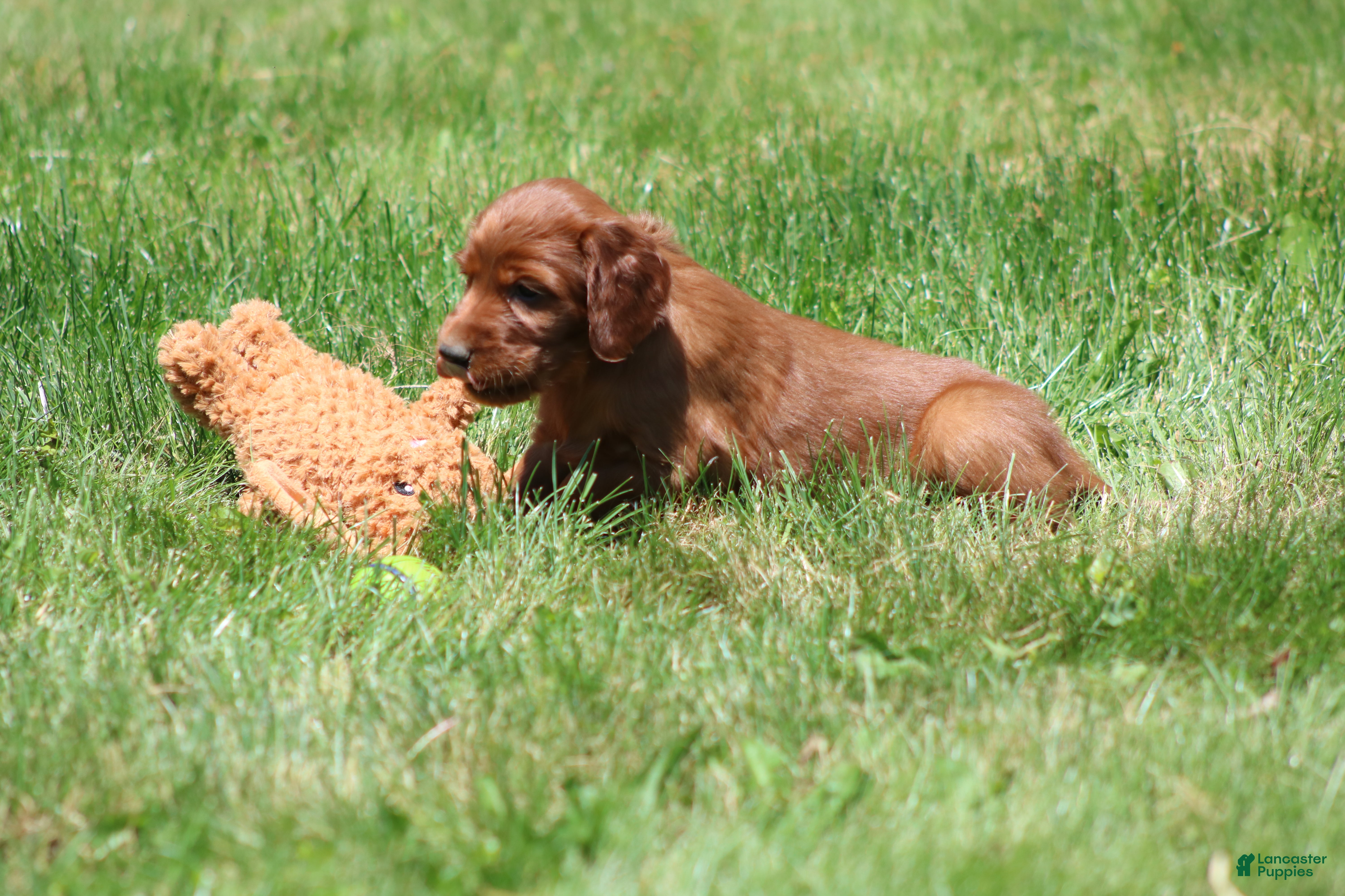 Irish Setter dogs Ella - Ad 2