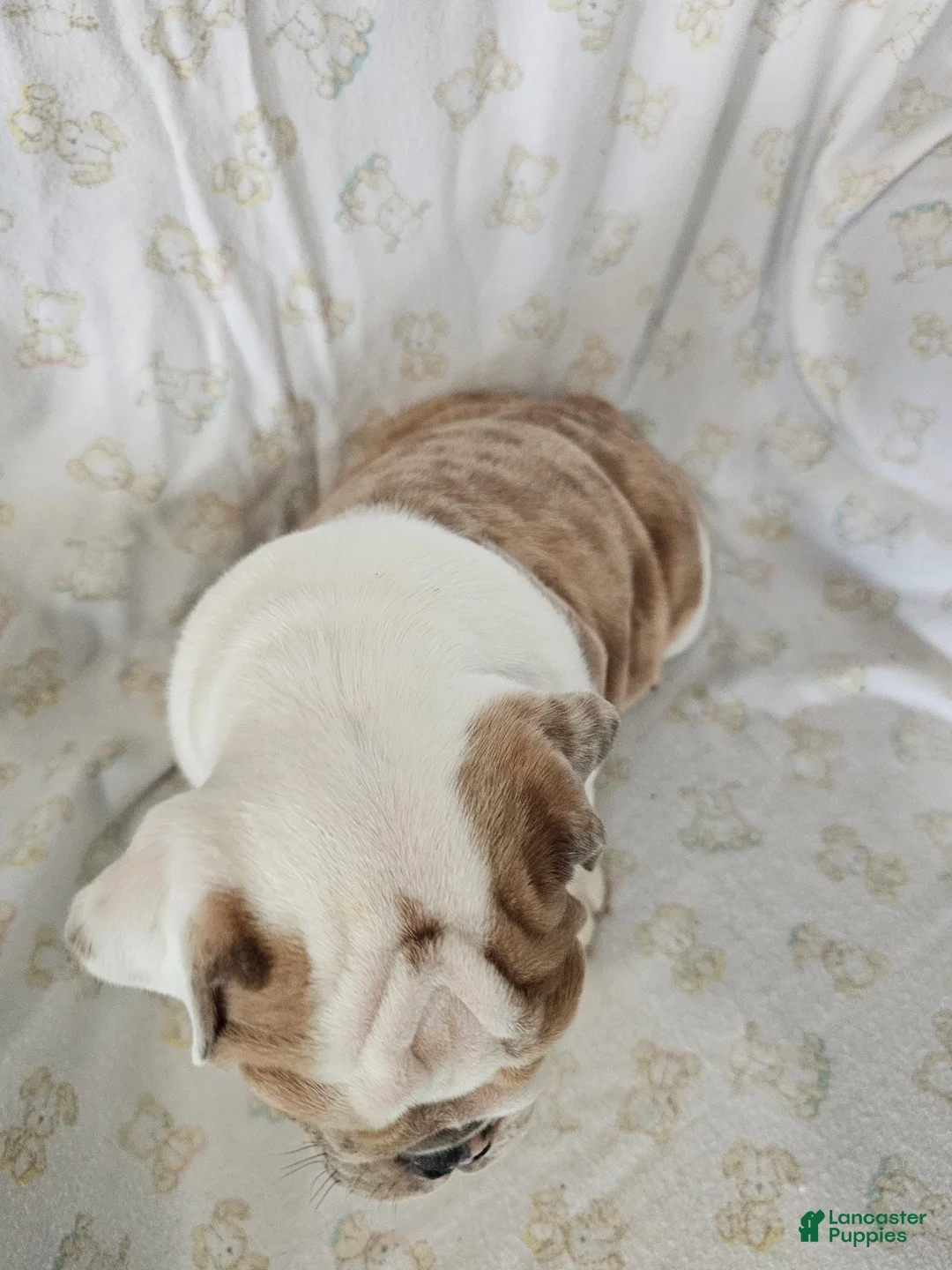 English Bulldog dogs for sale: English Bulldog Puppy 5 - Ad 3