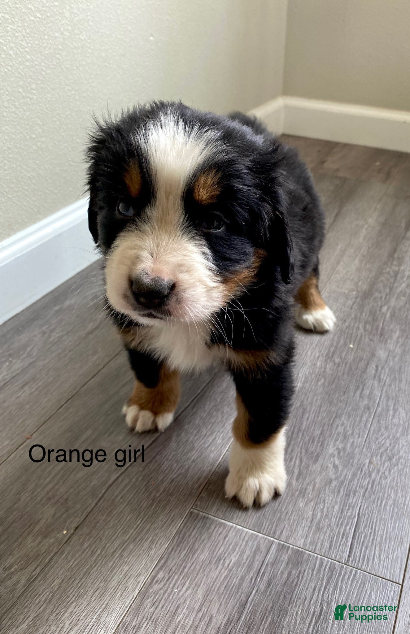 Bernedoodle dogs orange_female - Ad 2